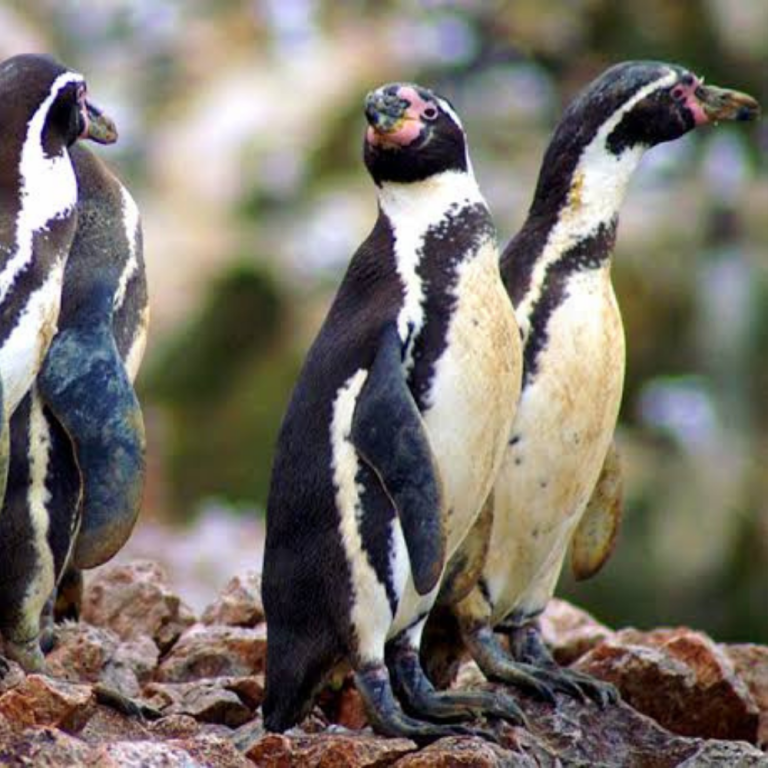Pinguins em Islas Ballestas