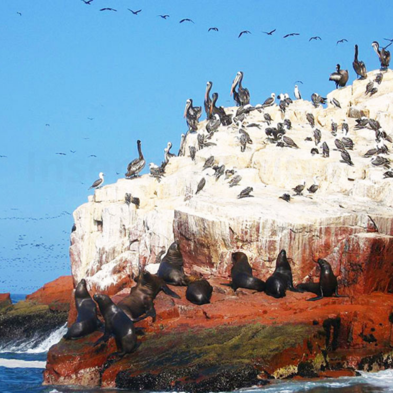 Leões Marinhos e aves em Islas Ballestas